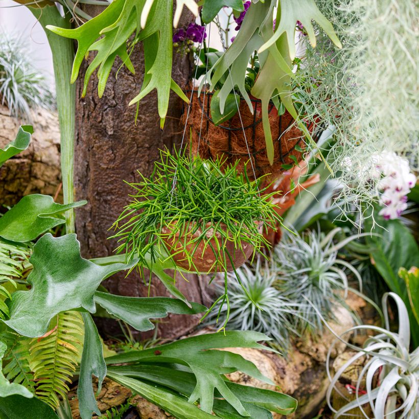 Rhipsalis baccifera - Koraalcactus (Groeiplaats)