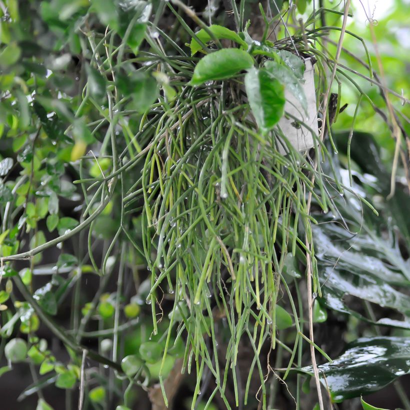 Rhipsalis cereuscula - Koraalcactus (Groeiplaats)