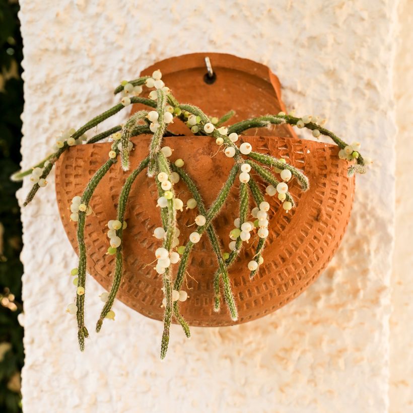 Rhipsalis horrida - Koraalcactus (Groeiplaats)