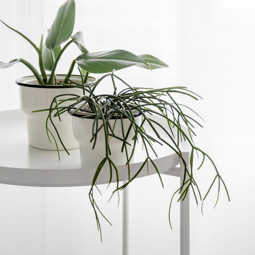 Rhipsalis cassutha - Koraalcactus (Groeiplaats)