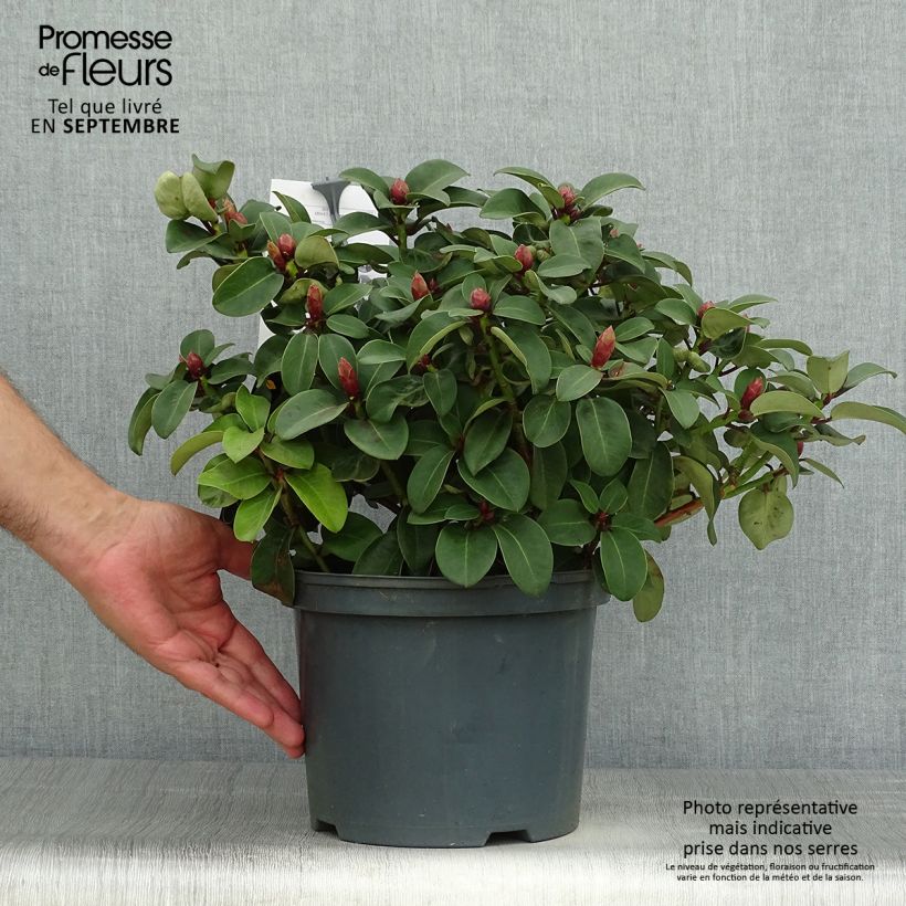 Exemplaar van Rhododendron williamsianum Gartendirektor Glocker Pot de 4L/5L zoals geleverd in de herfst