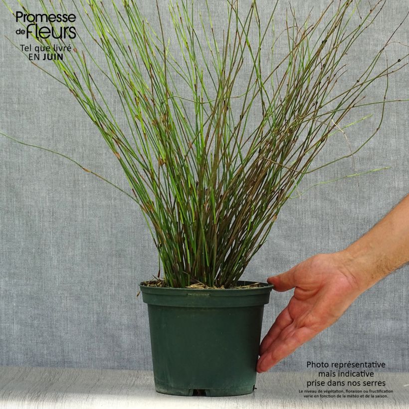 Exemplaar van Rhodocoma capensis - Restio Pot van 2 l/3 l zoals geleverd in de zomer