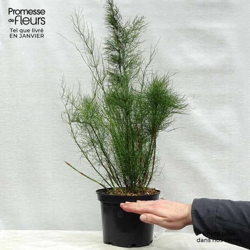 Example of Rhodocoma capensis - Restio Pot van 2 l/3 l as you get in hiver
