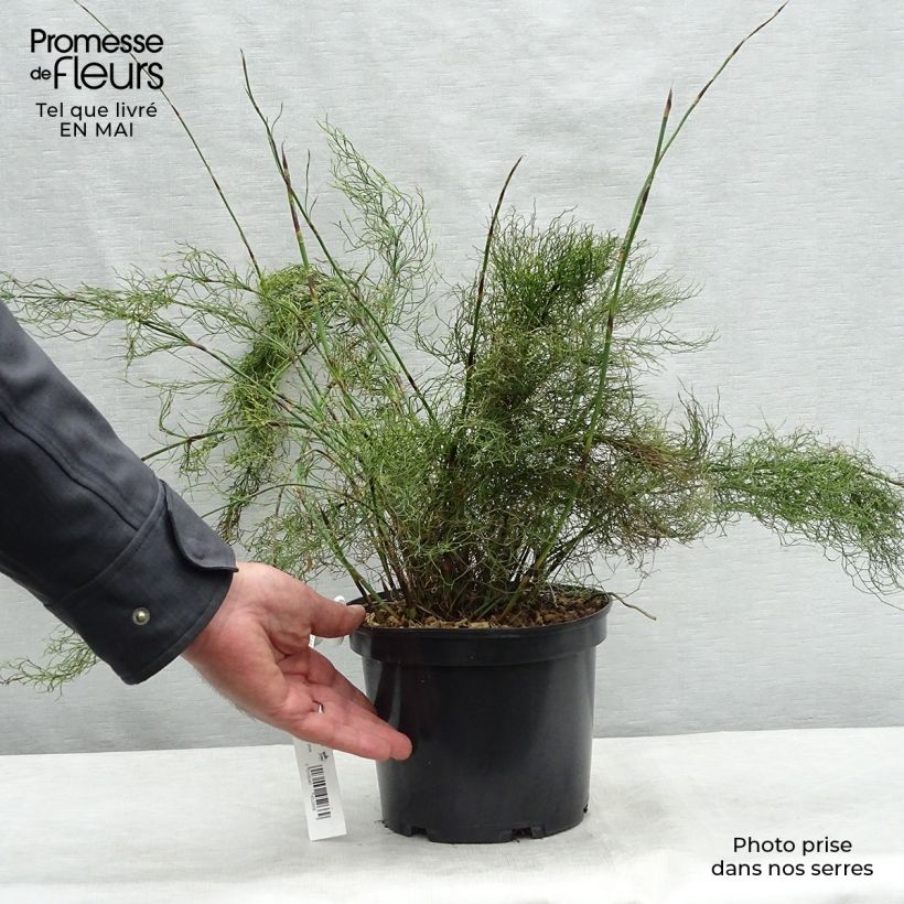 Exemplaar van Rhodocoma capensis - Restio Pot van 2 l/3 l zoals geleverd in de lente