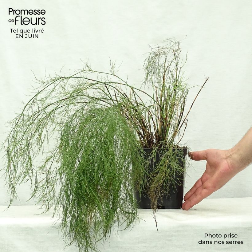 Exemplaar van Rhodocoma gigantea - Restio Pot van 2 l/3 l zoals geleverd in de zomer