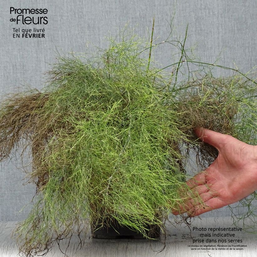 Example of Rhodocoma gigantea - Restio Pot van 2 l/3 l as you get in hiver