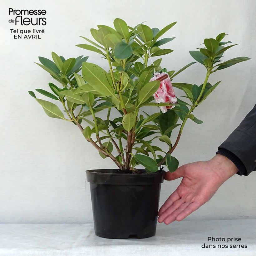 Exemplaar van Rhododendron Albert Schweitzer - Grootbloemige rododendron Pot van 4 l/5 l zoals geleverd in de lente