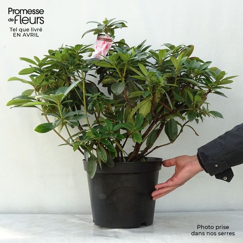 Exemplaar van Rhododendron Albert Schweitzer - Grootbloemige rododendron Pot van 7,5 l/10 l zoals geleverd in de lente