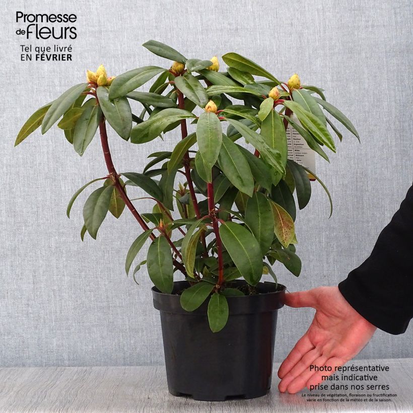 Example of Rhododendron Alfred - Grootbloemige rododendron Pot van 4 l/5 l as you get in hiver