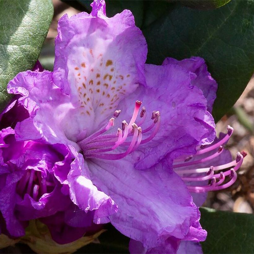 Rhododendron Alfred - Grootbloemige rododendron (Flowering)