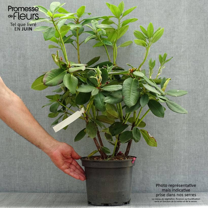 Exemplaar van Rhododendron Anna Rose Whitney - Grootbloemige rododendron Pot van 4 l/5 l zoals geleverd in de zomer