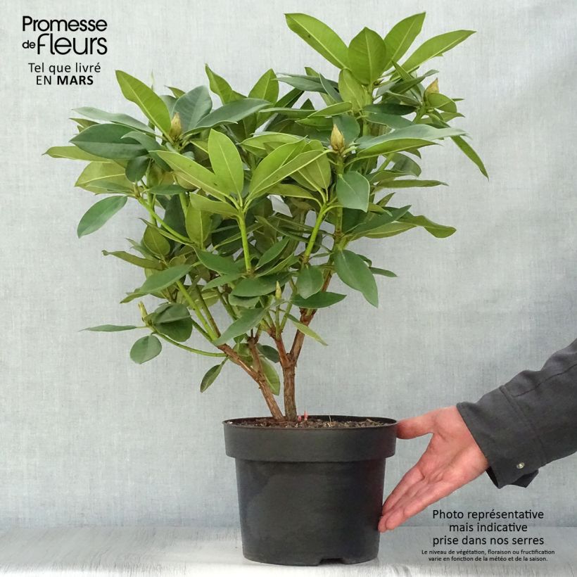 Exemplaar van Rhododendron Anna Rose Whitney - Grootbloemige rododendron Pot van 4 l/5 l zoals geleverd in de lente