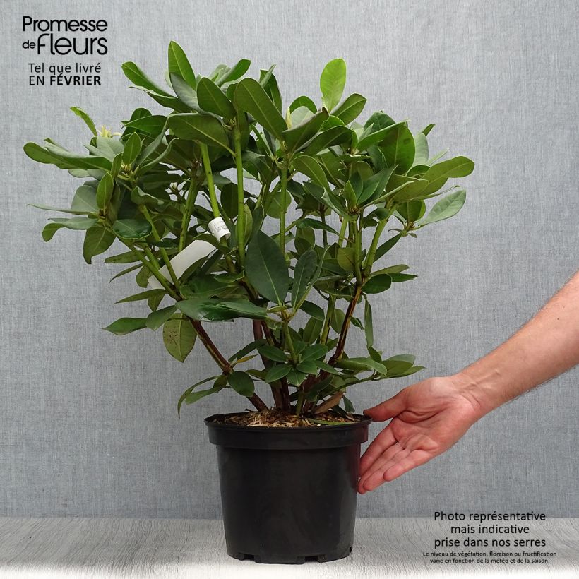 Exemplaar van Rhododendron Anna Rose Whitney - Grootbloemige rododendron Pot van 4 l/5 l zoals geleverd in de herfst