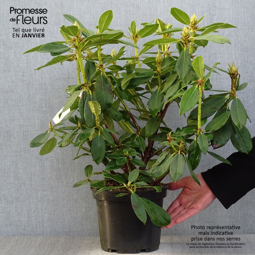 Example of Rhododendron Anna Rose Whitney - Grand rhododendron Pot van 4 l/5 l as you get in hiver