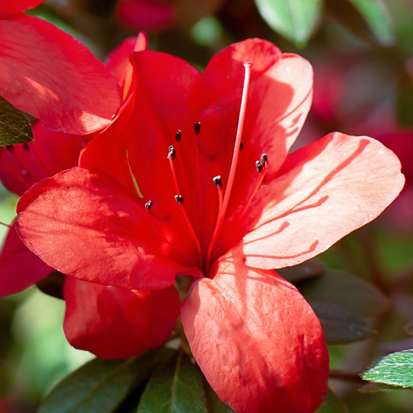 Rhododendron Ardeur - Japanse azalea (Flowering)