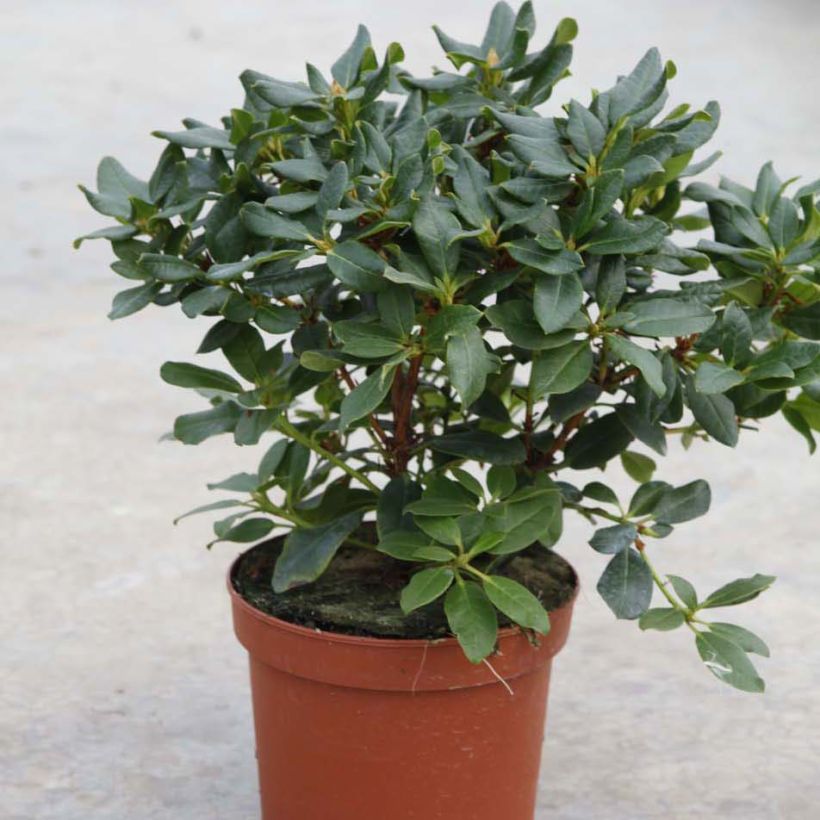 Rhododendron Baden-Baden - Dwergrododendron (Plant habit)