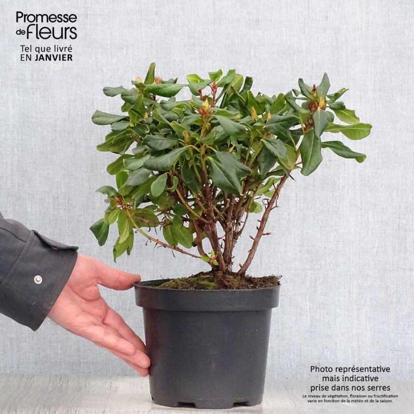 Example of Rhododendron Baden-Baden - Rhododendron nain Pot van 2 l/3 l as you get in hiver