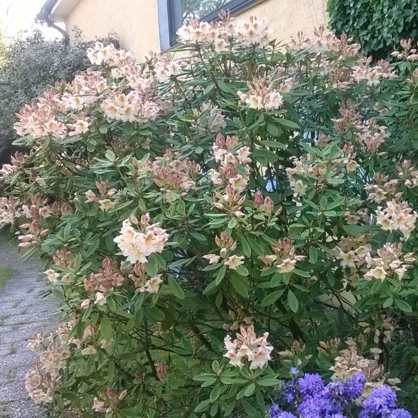 Rhododendron Bernstein - Dwergrododendron (Plant habit)