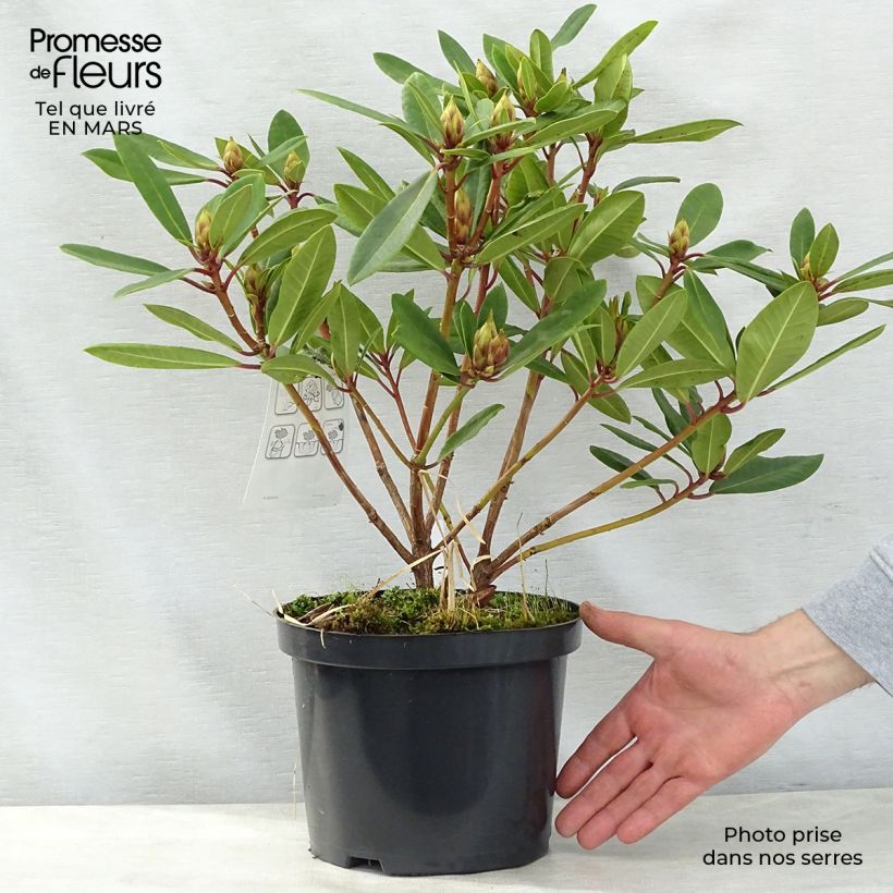 Exemplaar van Rhododendron Bernstein - Dwergrododendron Pot van 4 l/5 l zoals geleverd in de lente