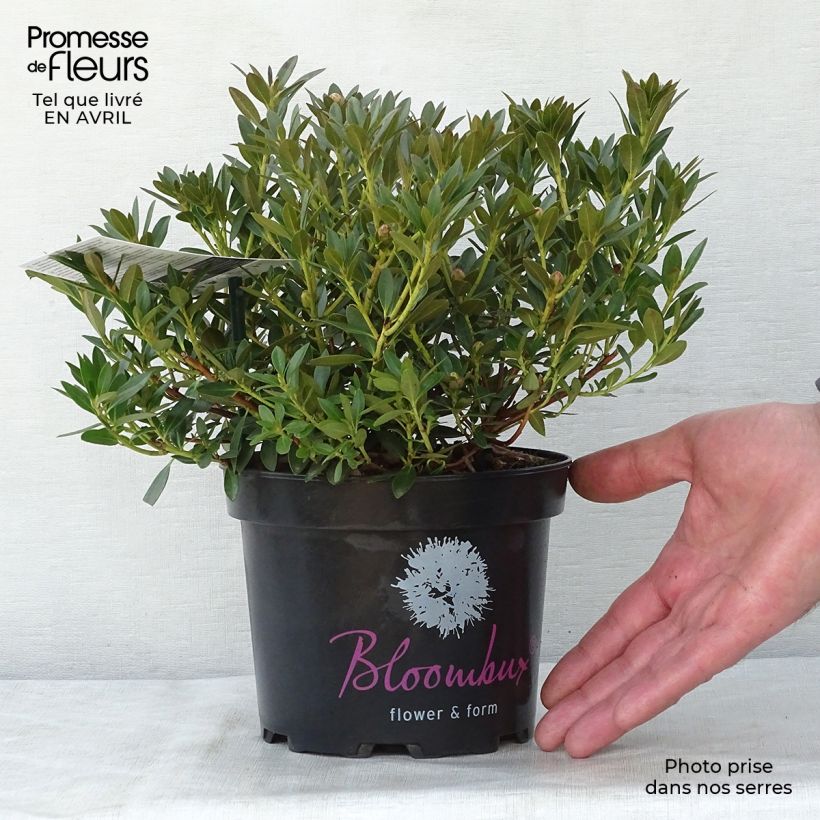 Exemplaar van Rhododendron INKARHO Bloombux - Dwergrododendron Pot van 2 l/3 l zoals geleverd in de lente