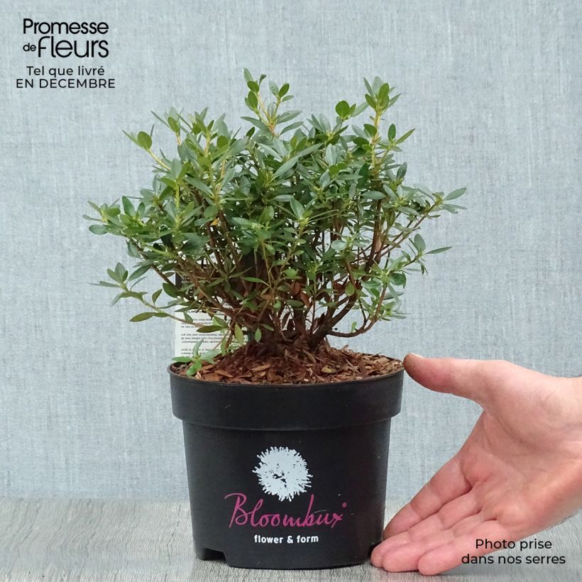 Example of Rhododendron INKARHO Bloombux - Dwergrododendron Pot van 2 l/3 l as you get in hiver
