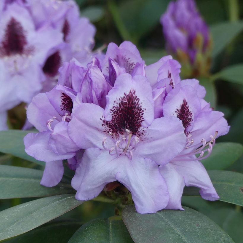 Rhododendron Blue Jay - Grootbloemige rododendron (Flowering)