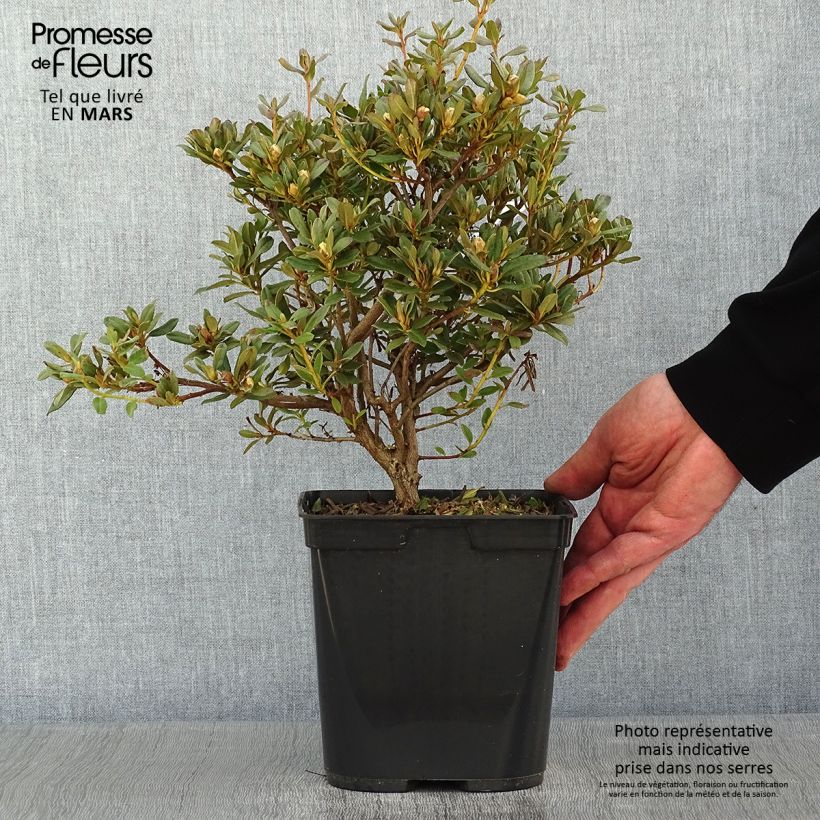 Example of Rhododendron Blue Silver - Rhododendron nain Pot van 3 l/4 l as you get in hiver