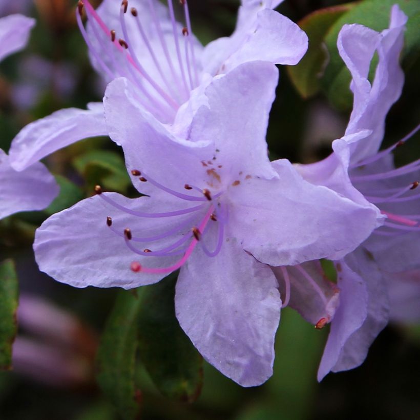 Rhododendron Blue Tit - Dwergrododendron (Flowering)