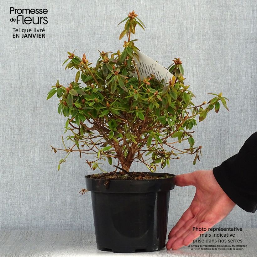 Example of Rhododendron Blue Tit Pot van 2 l/3 l as you get in hiver