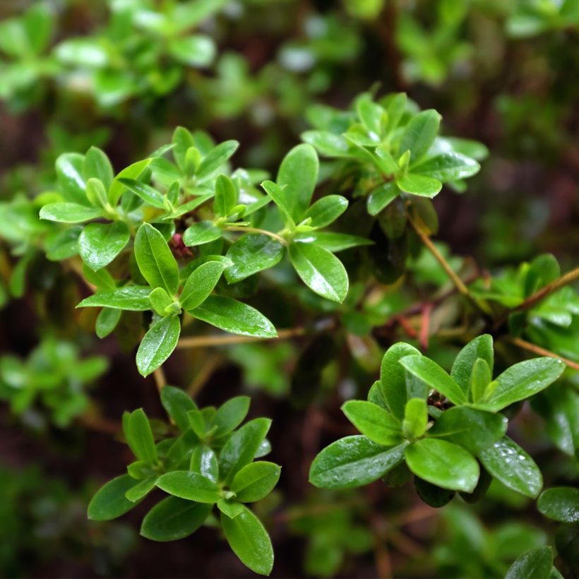 Rhododendron Blue Tit - Dwergrododendron (Foliage)