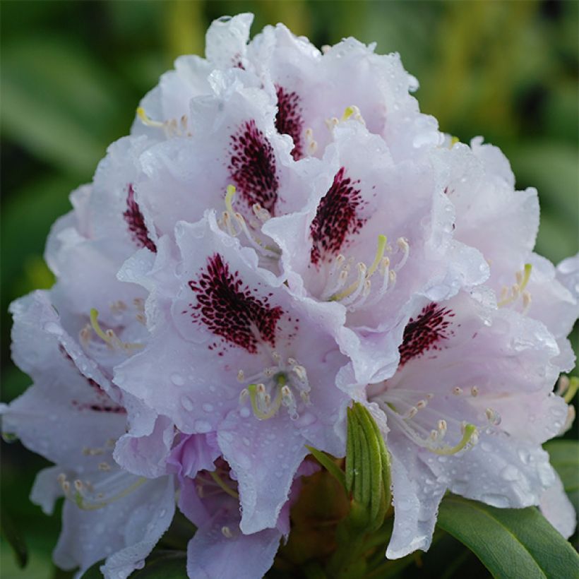 Rhododendron Calsap - Grootbloemige rododendron (Flowering)