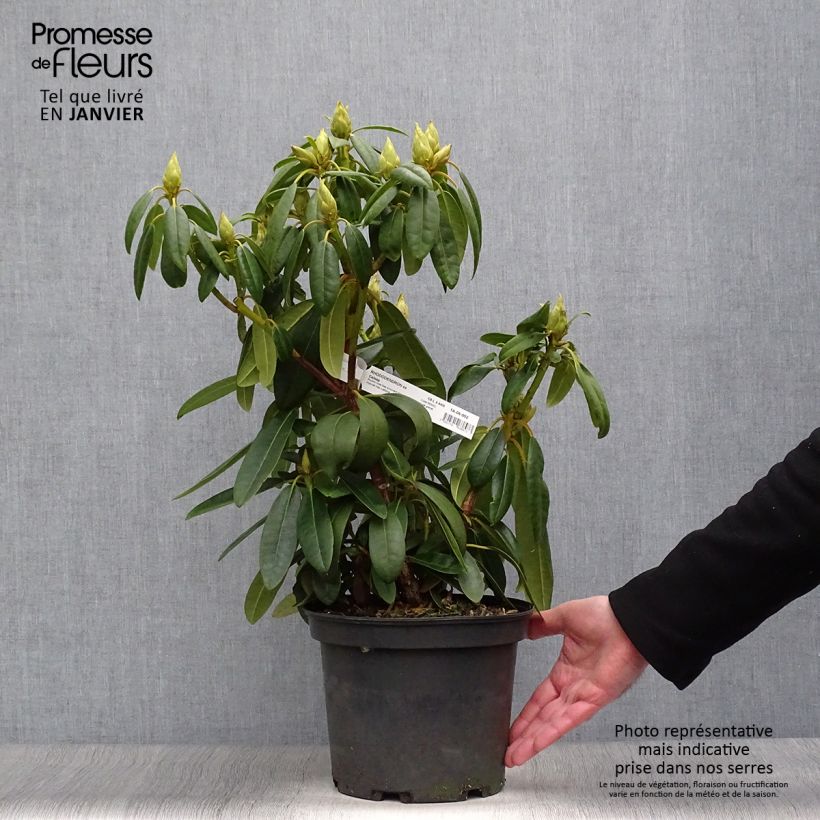 Example of Rhododendron Calsap - Grand Rhododendron Pot van 4 l/5 l as you get in hiver