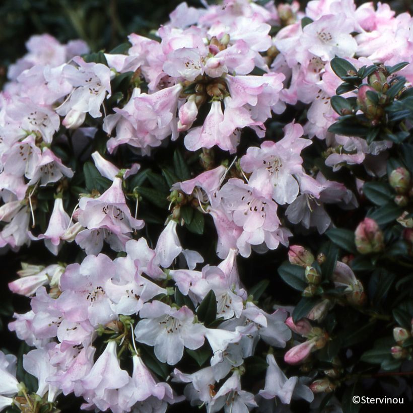 Rhododendron Cilpinense (Groeiplaats)