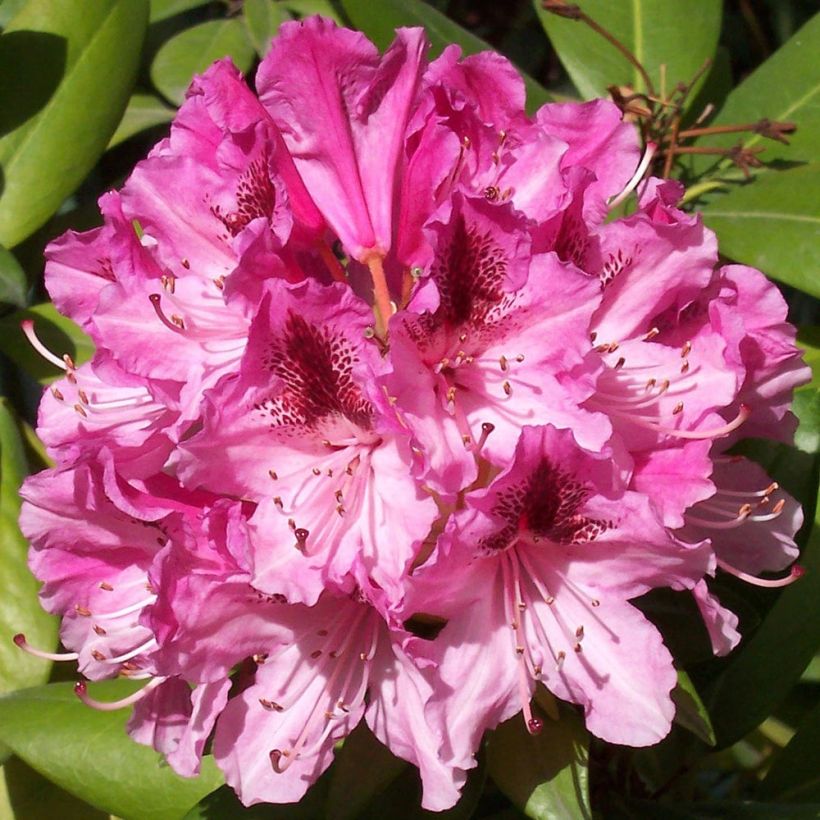 Rhododendron Cosmopolitan - Grootbloemige rododendron (Flowering)