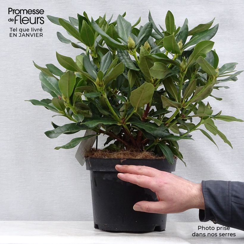 Example of Rhododendron Cunningham's White - Grootbloemige rododendron Pot van 4 l/5 l as you get in hiver
