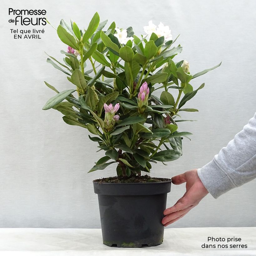 Exemplaar van Rhododendron Cunningham's White - Grootbloemige rododendron Pot van 4 l/5 l zoals geleverd in de lente