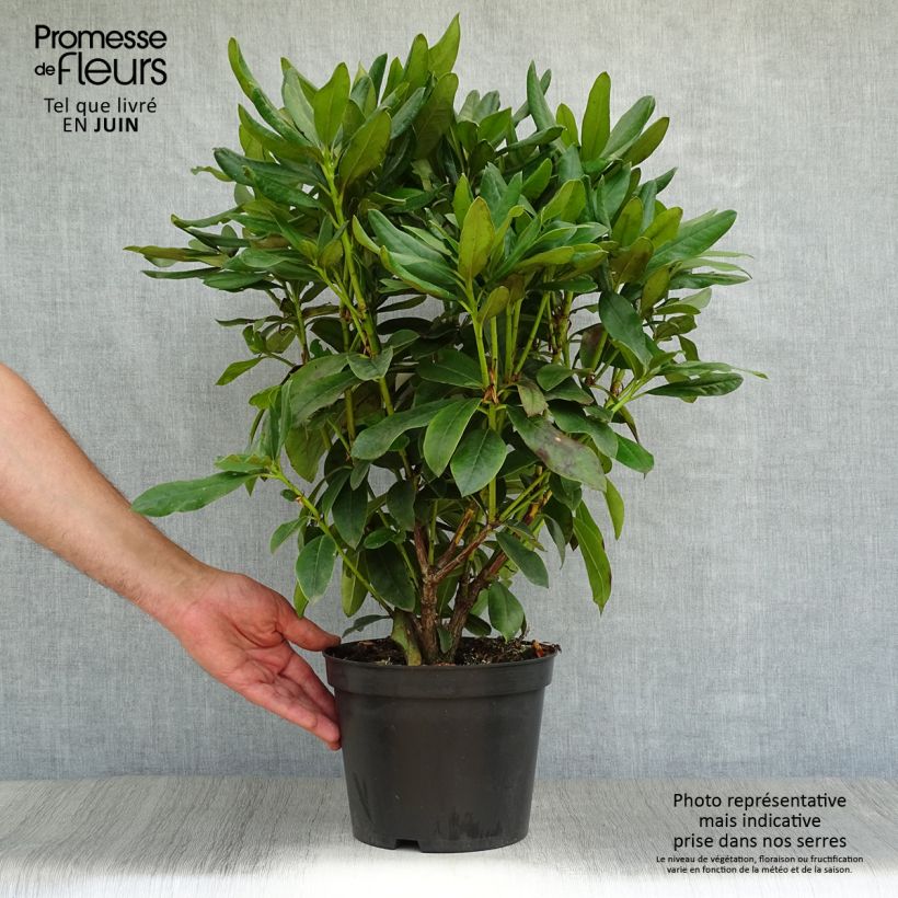 Exemplaar van Rhododendron Cunningham's White - Grootbloemige rododendron Pot van 4 l/5 l zoals geleverd in de zomer