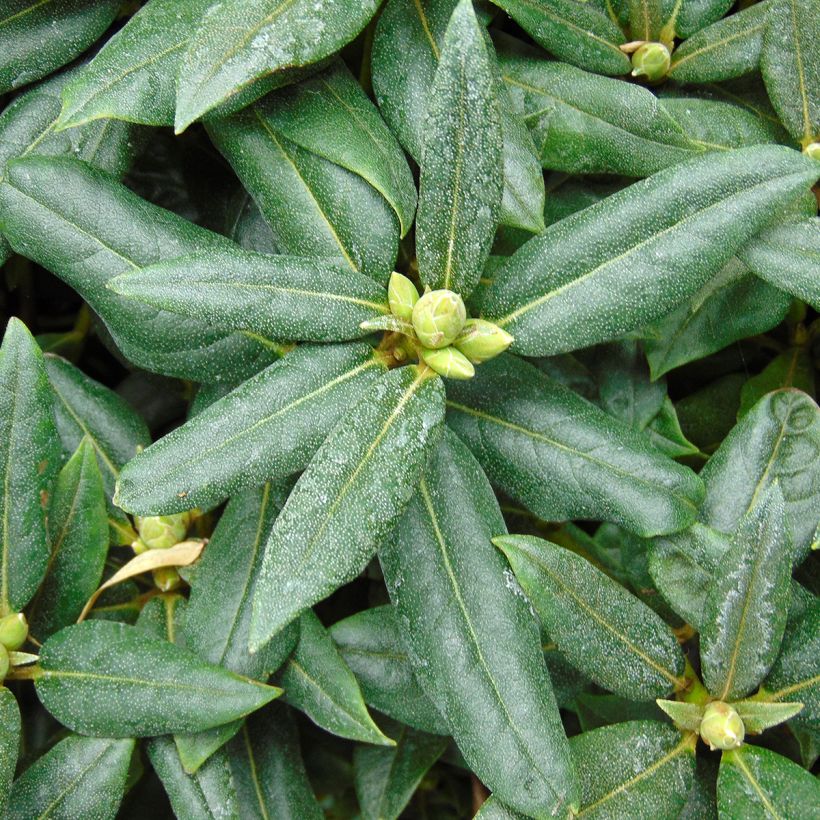 Rhododendron Dora Amateis - Dwergrododendron (Foliage)