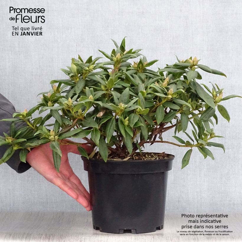 Example of Rhododendron Dora Amateis - Rhododendron nain Pot van 3 l/4 l as you get in hiver