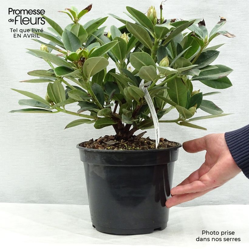 Exemplaar van Rhododendron Dream Land - Dwergrododendron Pot van 3 l/4 l zoals geleverd in de lente