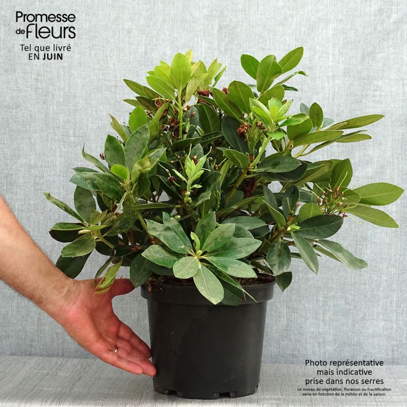 Exemplaar van Rhododendron Dream Land - Dwergrododendron Pot van 3 l/4 l zoals geleverd in de zomer