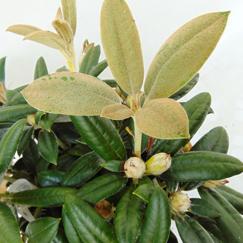 Rhododendron Dusty Miller - Dwergrododendron (Foliage)