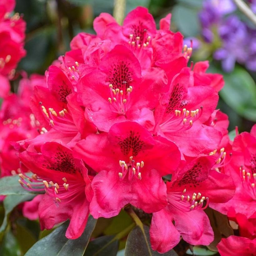 Rhododendron Elisabeth - Dwergrododendron (Flowering)