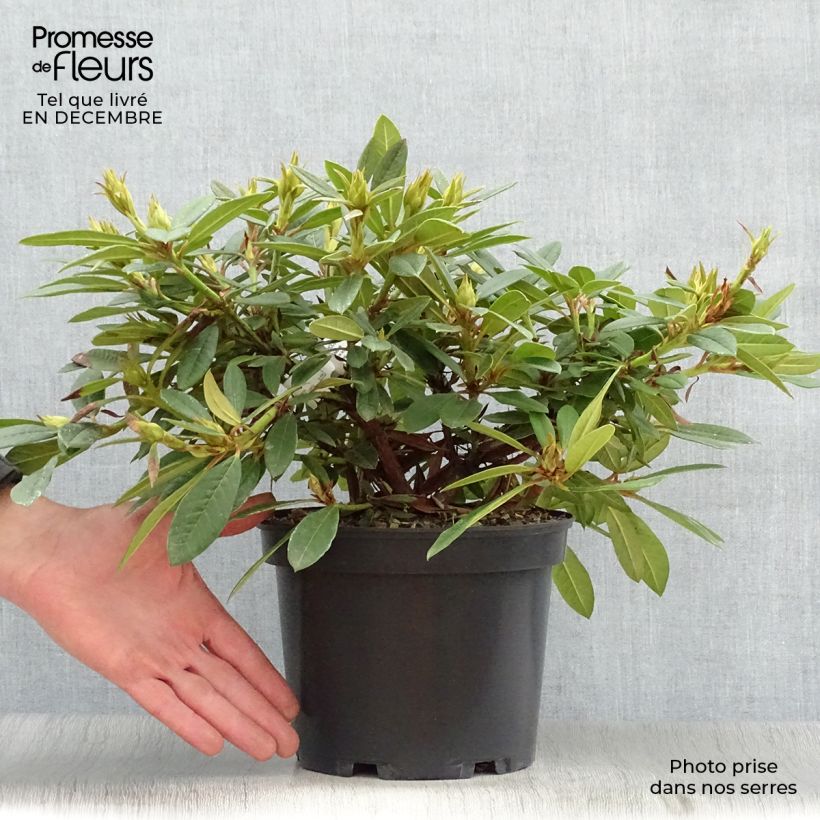 Example of Rhododendron Elisabeth - Rhododendron nain Pot van 4 l/5 l as you get in hiver
