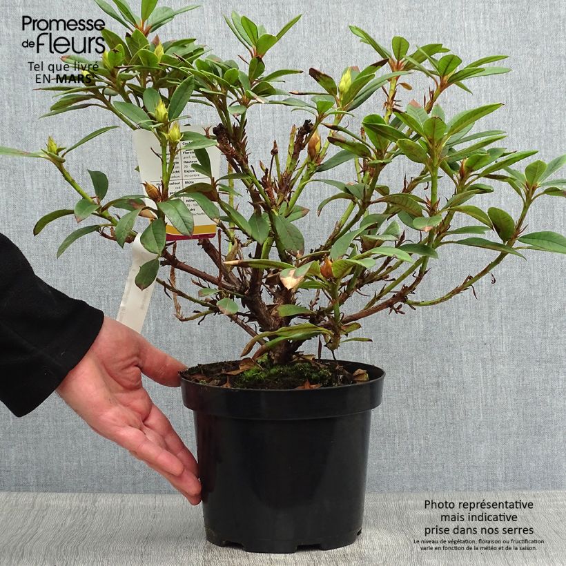 Exemplaar van Rhododendron Elizabeth Red Foliage - Grootbloemige rododendron Pot van 2 l/3 l zoals geleverd in de lente