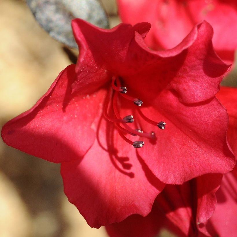 Rhododendron Elizabeth Red Foliage - Grootbloemige rododendron (Flowering)