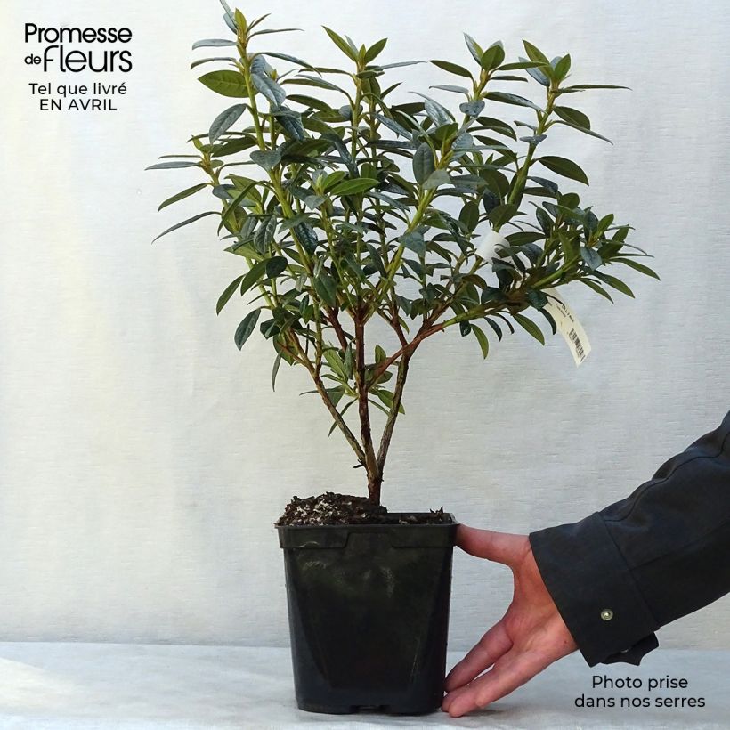 Exemplaar van Rhododendron Fragrantissimum - Geurige Rododendron Pot van 3 l/4 l zoals geleverd in de lente