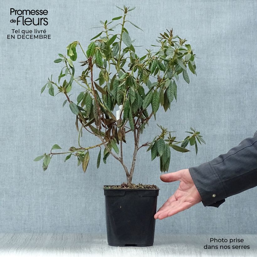 Example of Rhododendron Fragrantissimum - Rhododendron nain parfumé Pot van 3 l/4 l as you get in hiver