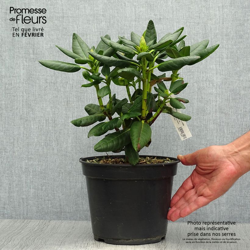 Exemplaar van Rhododendron Gedser Gold - Grootbloemige rododendron Pot van 4 l/5 l zoals geleverd in de herfst