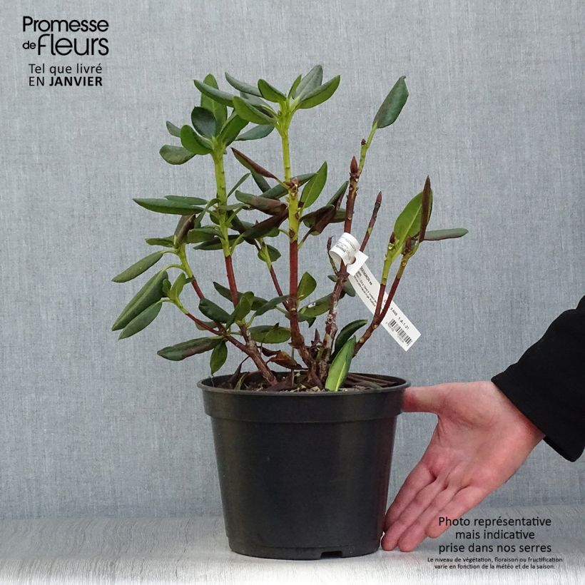 Example of Rhododendron Gedser Gold Pot van 4 l/5 l as you get in hiver
